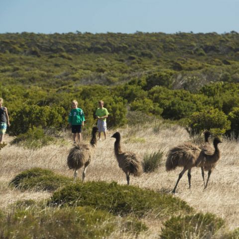 Emus, Innes National Park_27957